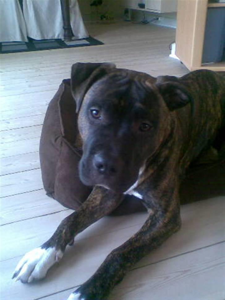 Amerikansk staffordshire terrier kenzo <3 billede 7