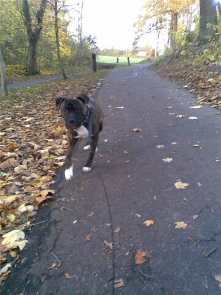 Amerikansk staffordshire terrier kenzo <3 billede 8