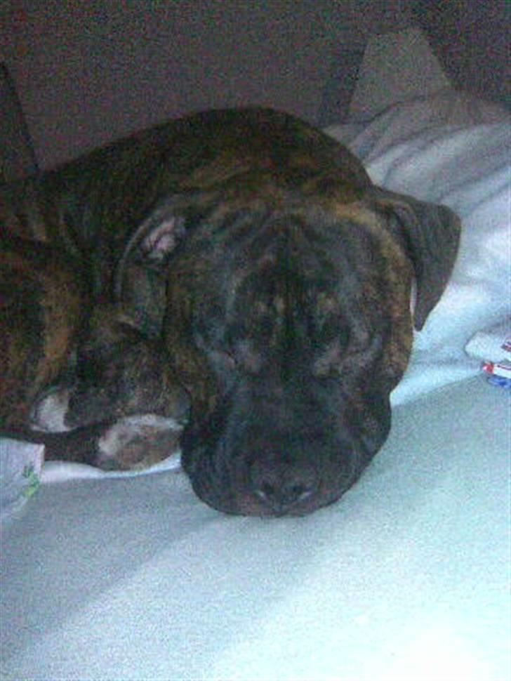 Amerikansk staffordshire terrier kenzo <3 billede 9