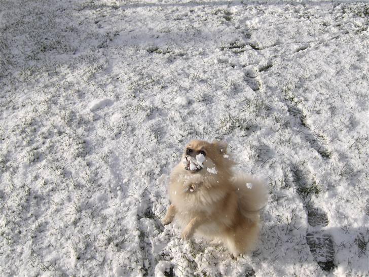 Pomeranian sarabi - hun elsker at lege i snee.  billede 18