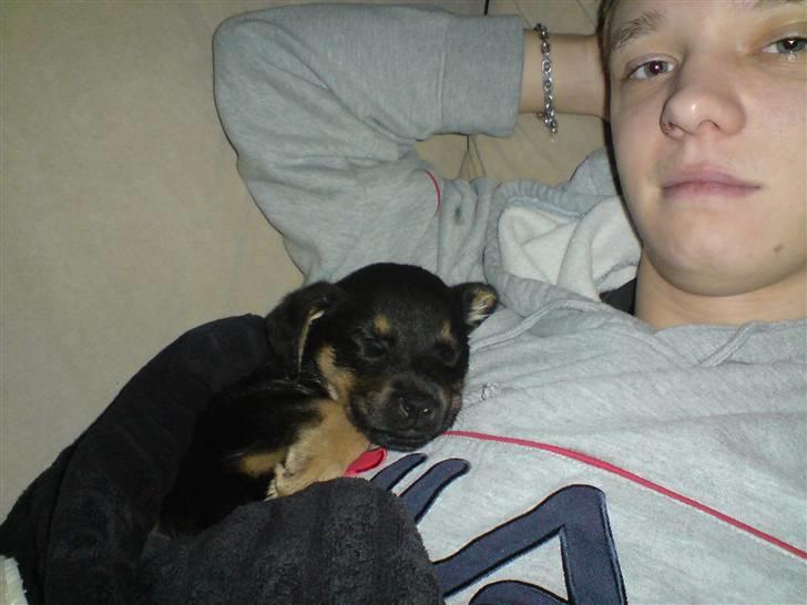 Blanding af racer Maggie - Maggie og jeg (7 uger og 5 dage) billede 19