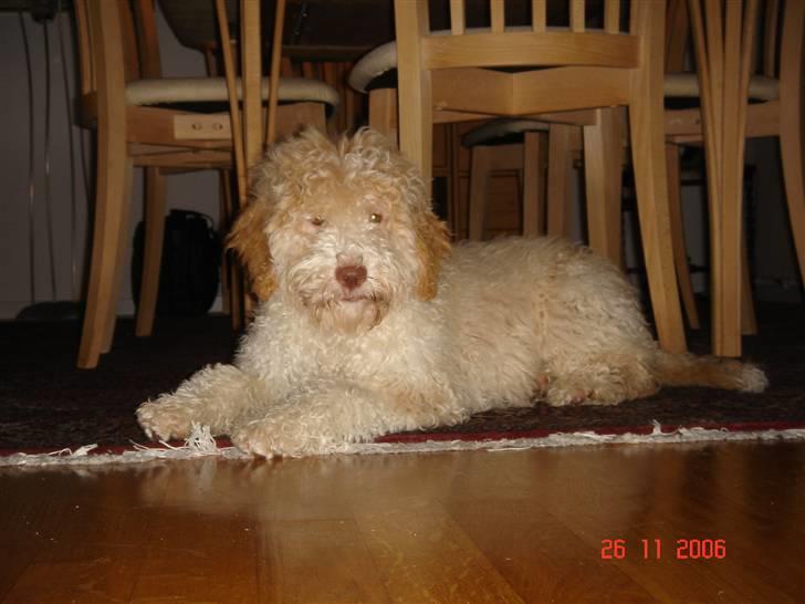 Lagotto romagnolo Luna - Et billede for ca. 3 år siden af en pjusket langhåret Luna :D billede 2