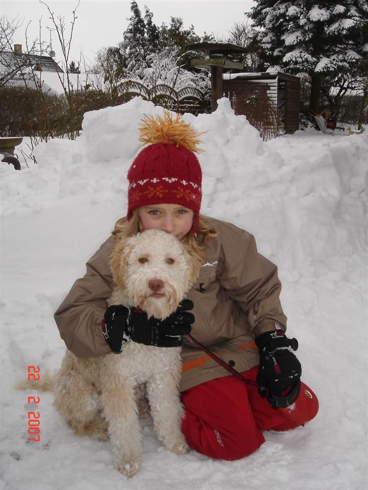 Lagotto romagnolo Luna - ude i sneen :] billede 3