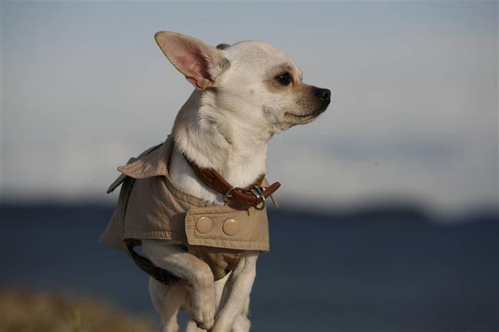 Chihuahua Anton billede 2