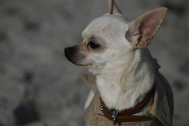 Chihuahua Anton billede 3