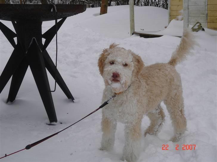 Lagotto romagnolo Luna billede 4