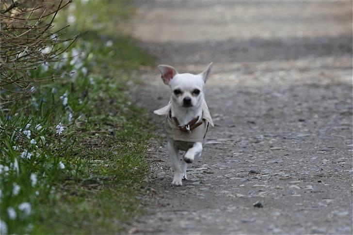 Chihuahua Anton billede 4