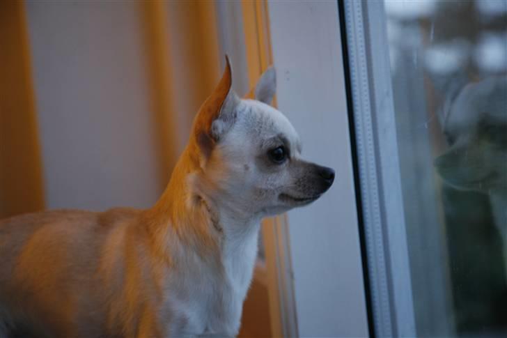 Chihuahua Anton billede 5