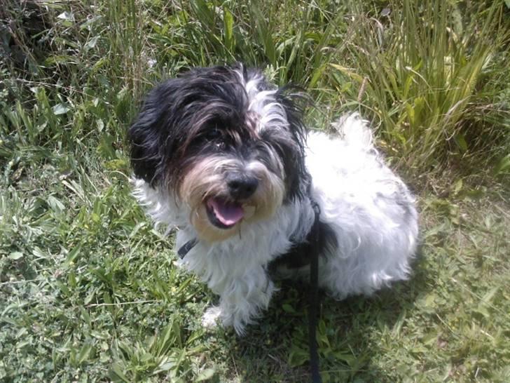 Blanding af racer Luna - :p billede 2