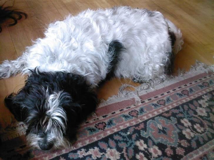 Blanding af racer Luna - ZzZzzzZz billede 3