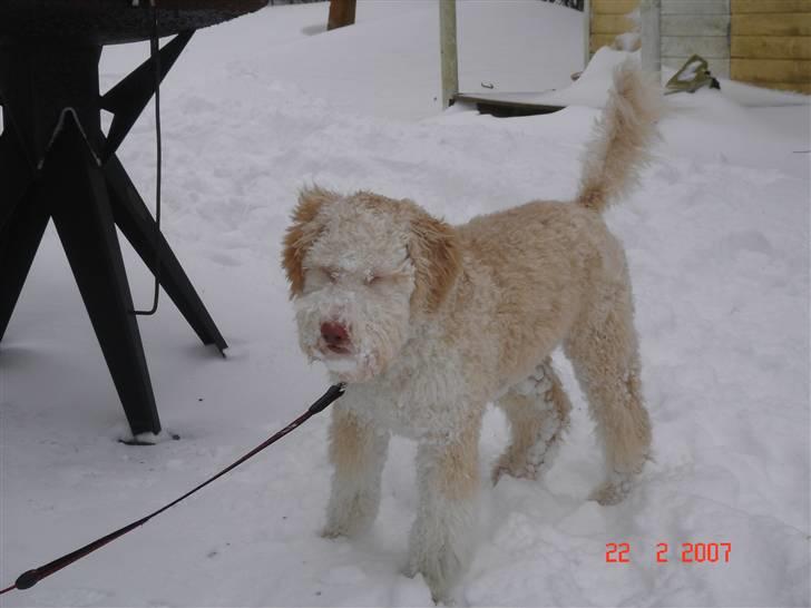 Lagotto romagnolo Luna - sne i øjnene :) billede 5