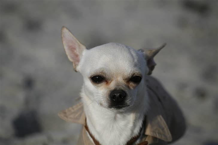 Chihuahua Anton billede 6