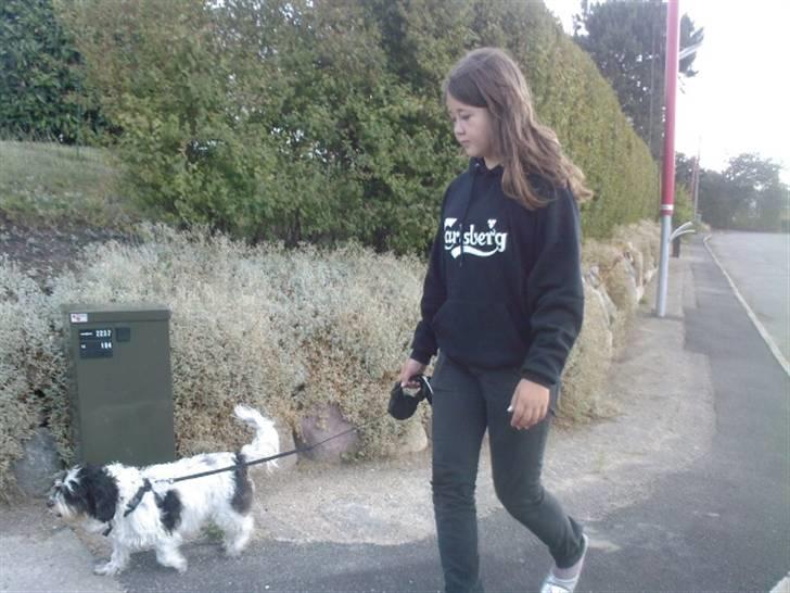 Blanding af racer Luna billede 4