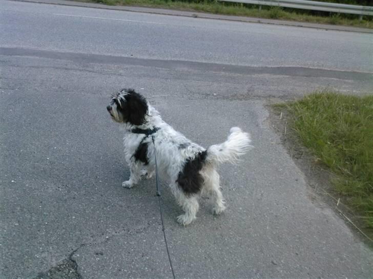 Blanding af racer Luna - står flot billede 5