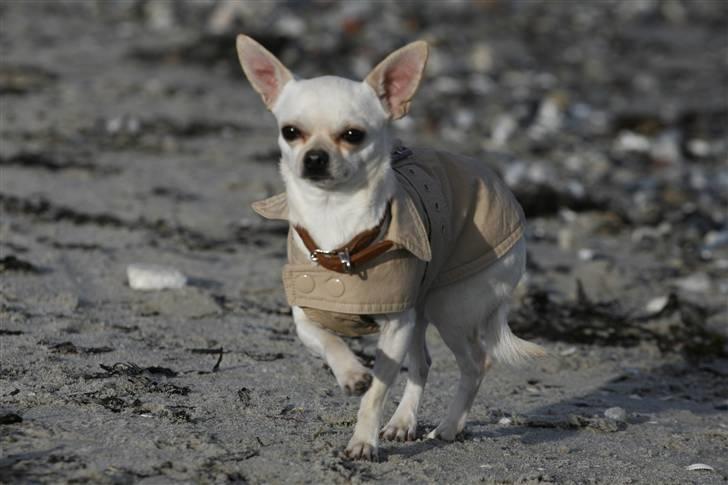 Chihuahua Anton billede 7