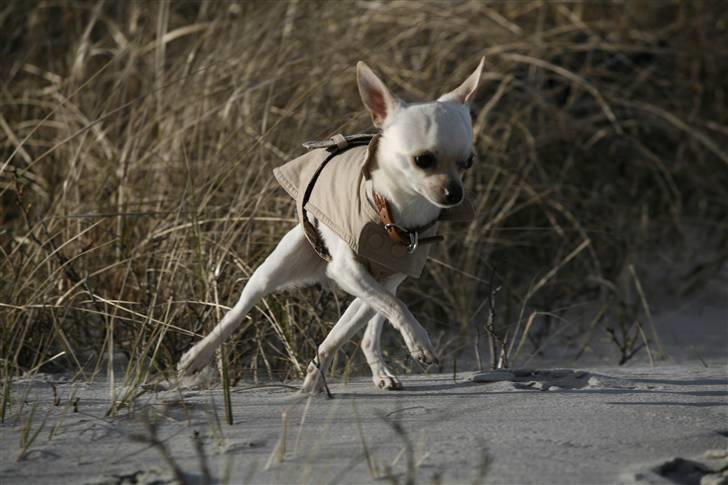 Chihuahua Anton billede 8