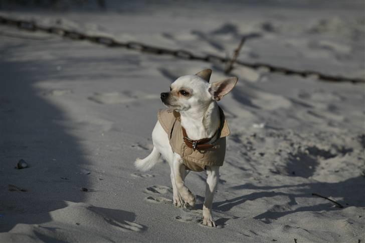 Chihuahua Anton billede 9