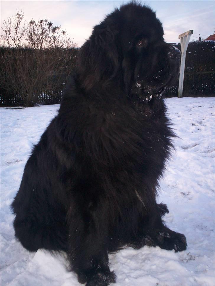 Newfoundlænder Black Zoro billede 1