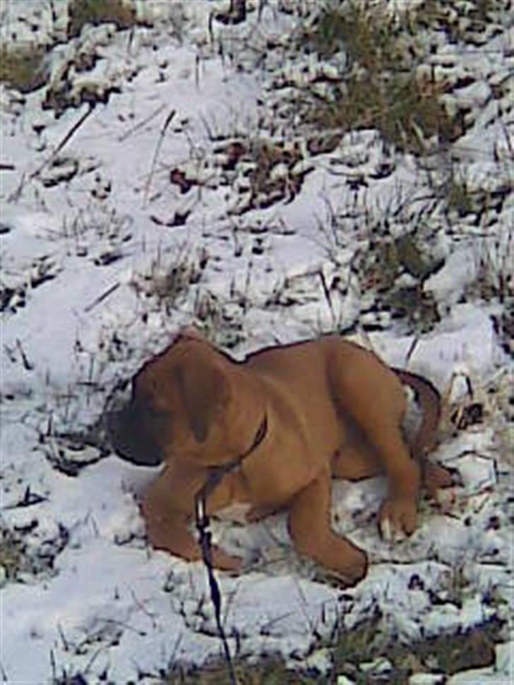 Boxer tyson billede 2