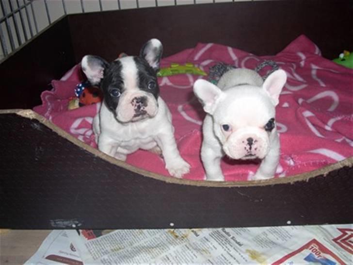 Fransk bulldog Ronja (Bellis) *død* - Mig og min bror 6 uger gammel billede 10