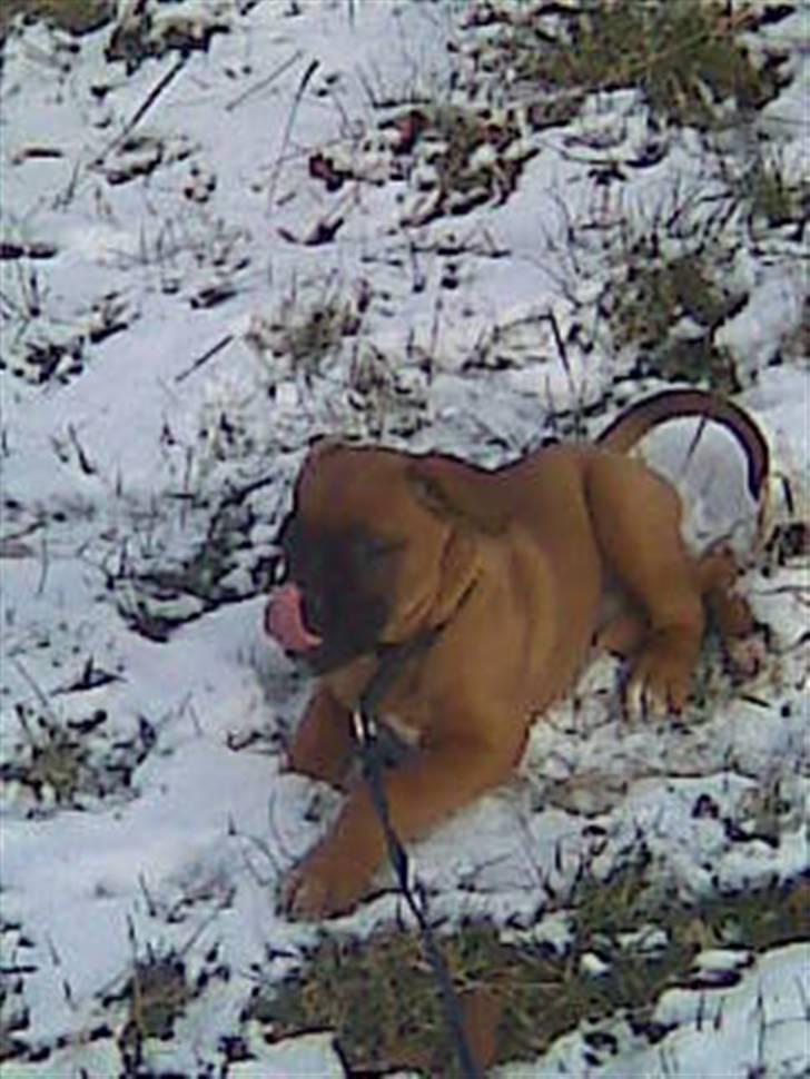 Boxer tyson billede 3