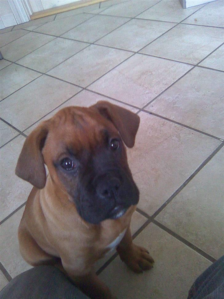 Boxer tyson billede 4