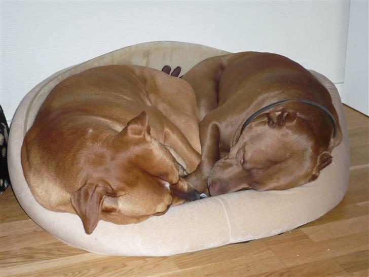 Amerikansk bulldog Annabel (Belle) - Belle og Seb.. billede 16