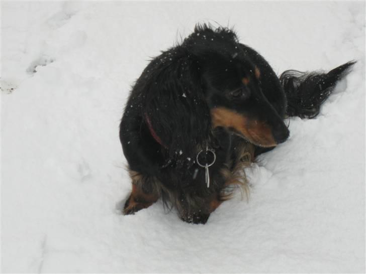 Dværggravhund Mille - I sneen  billede 11