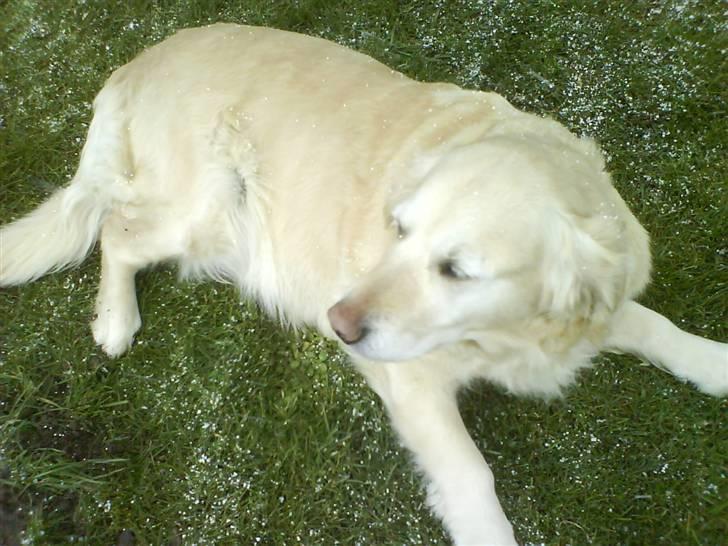 Golden retriever bine billede 1
