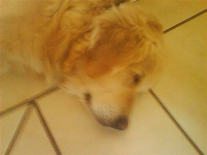 Golden retriever bine billede 2