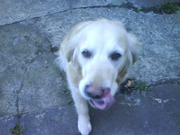 Golden retriever bine billede 3