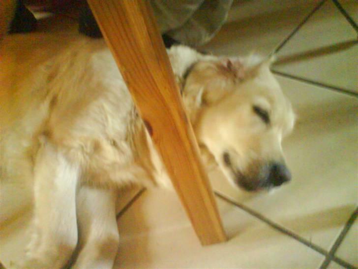 Golden retriever bine billede 4