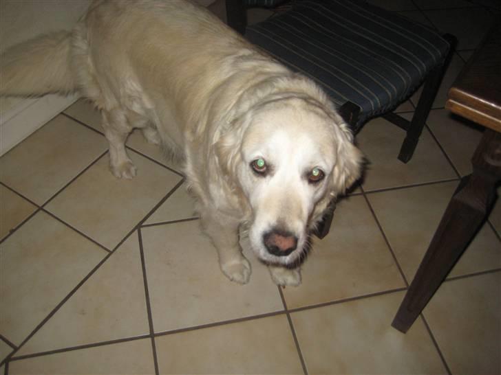 Golden retriever bine billede 5