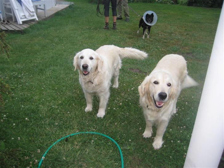Golden retriever bine billede 6