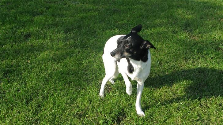 Dansk svensk gaardhund Fie billede 5