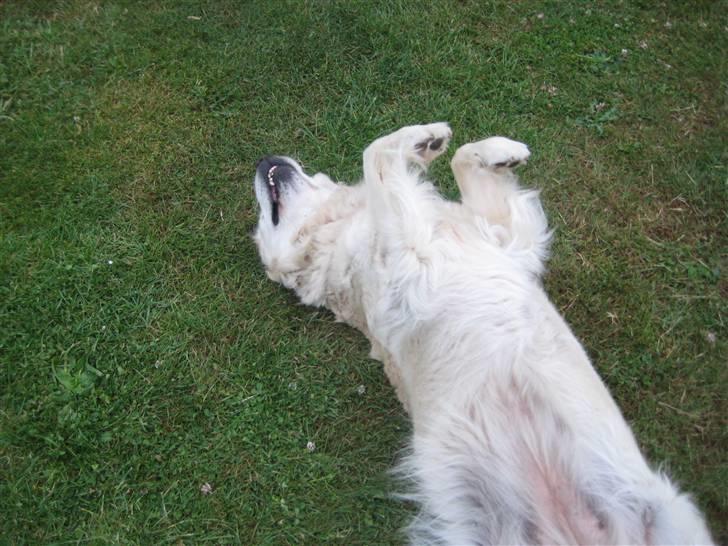 Golden retriever bine billede 7