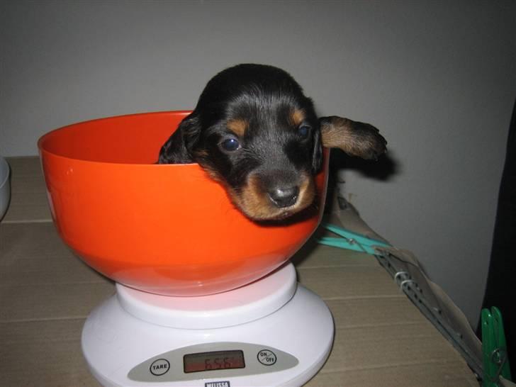 Dværggravhund Mille billede 12