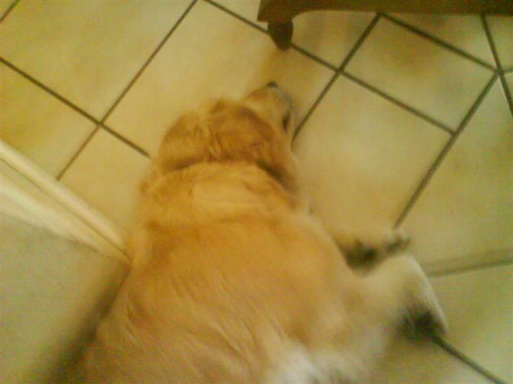 Golden retriever bine billede 9