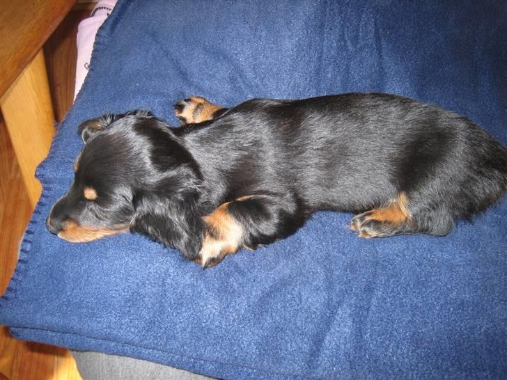 Dværggravhund Mille billede 13