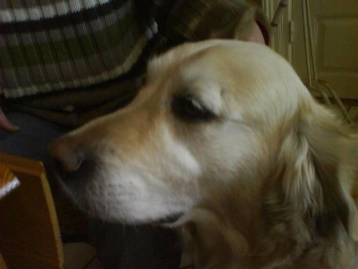 Golden retriever bine billede 10