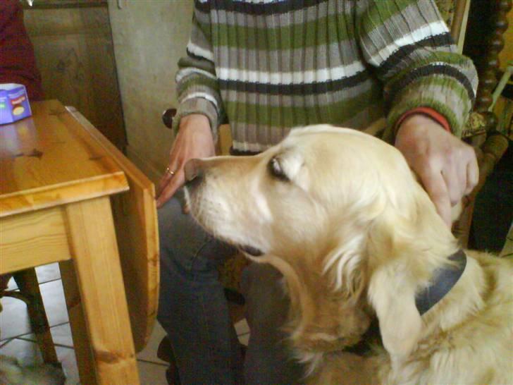 Golden retriever bine billede 11