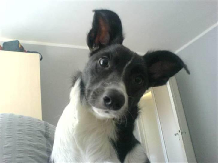 Blanding af racer Filuca billede 13