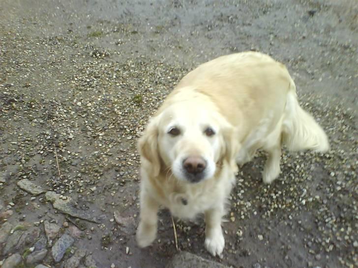 Golden retriever bine billede 12