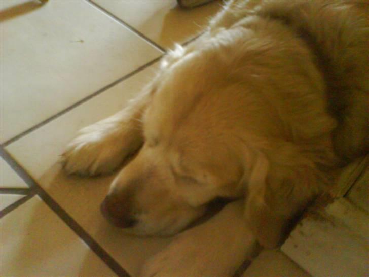 Golden retriever bine billede 13