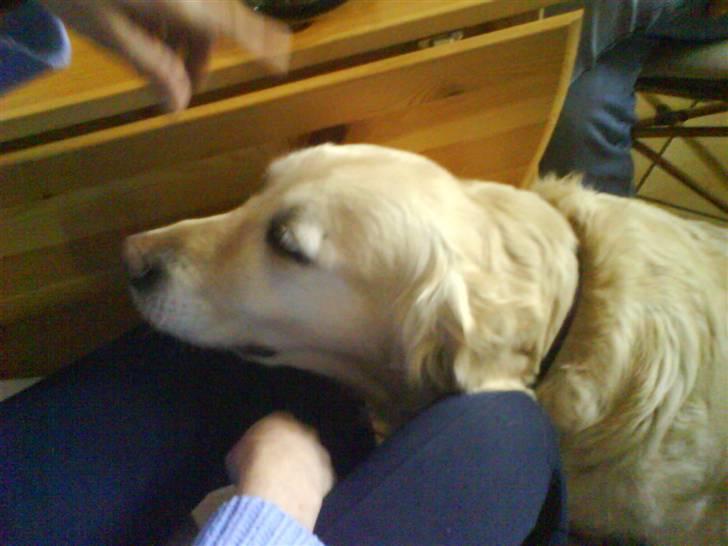 Golden retriever bine billede 14