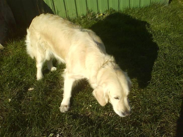 Golden retriever bine billede 15