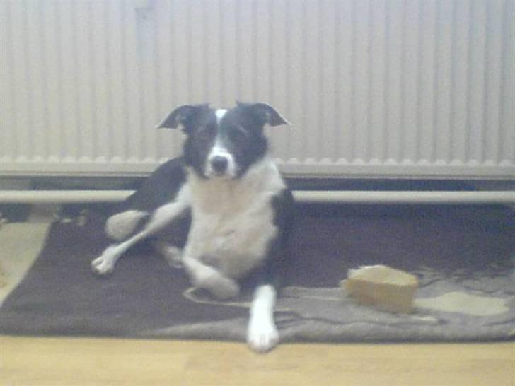 Blanding af racer Freja - Freja Marts 2008 billede 10