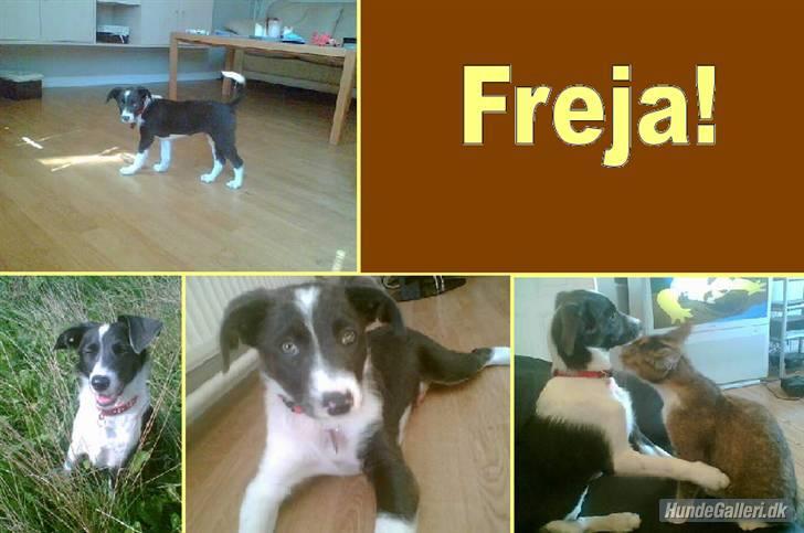 Blanding af racer Freja billede 11