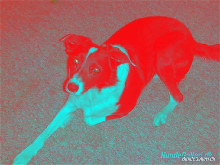 Blanding af racer Freja billede 12