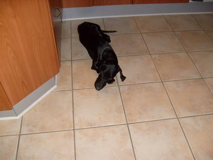 Blanding af racer Tikki billede 1